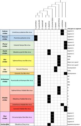 Dissecting the Species-Specific Virome in Culicoides of Thrace